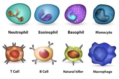 Immune system cells